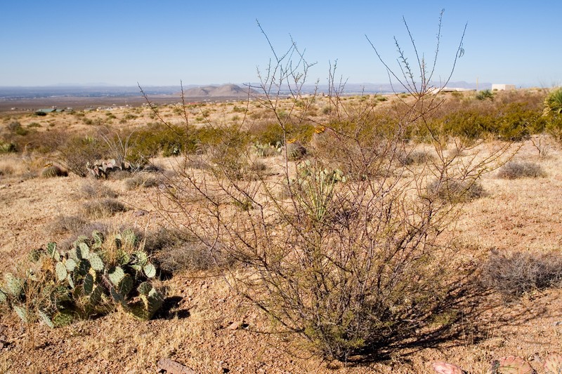 Viscid Acacia photo 3