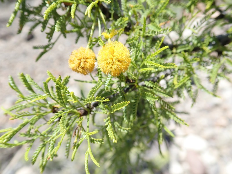 Viscid Acacia