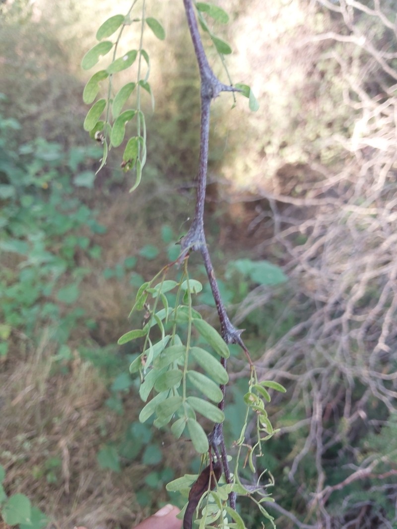 Vachellia viguieri