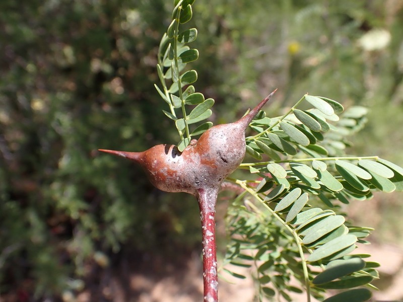 Vachellia viguieri photo 2
