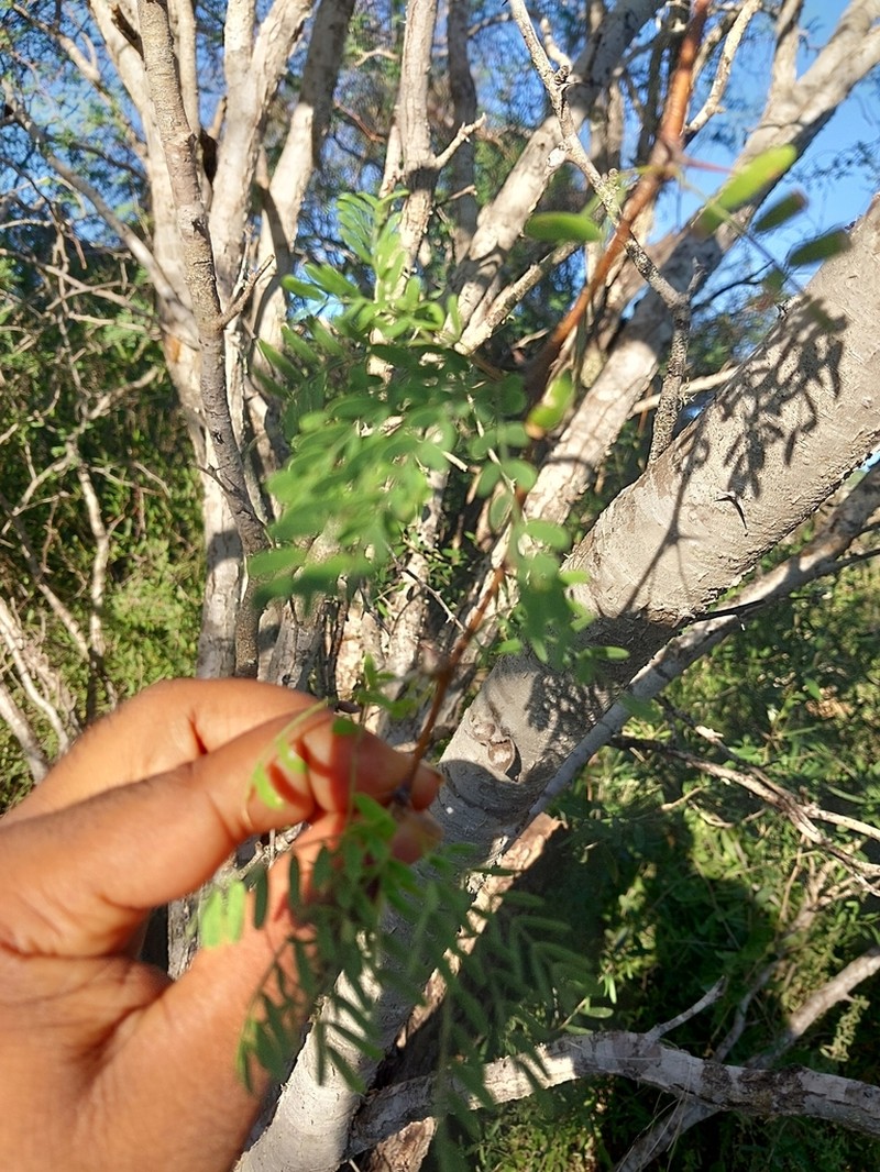 Vachellia viguieri photo 3