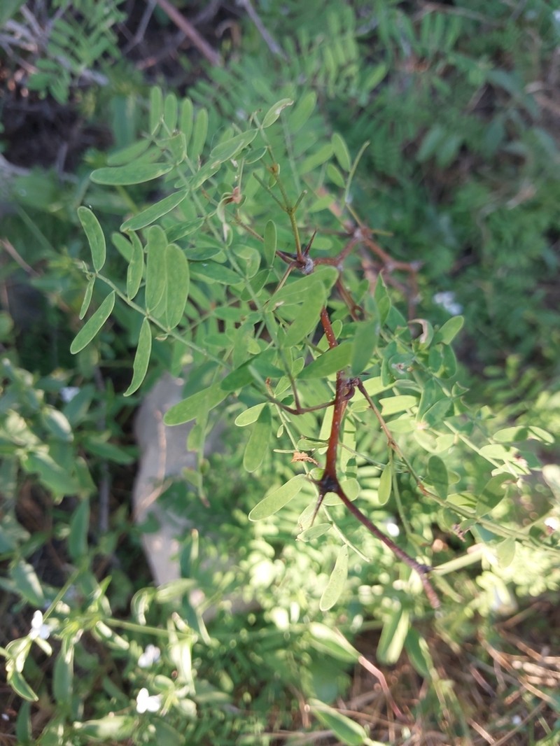 Vachellia viguieri photo 6