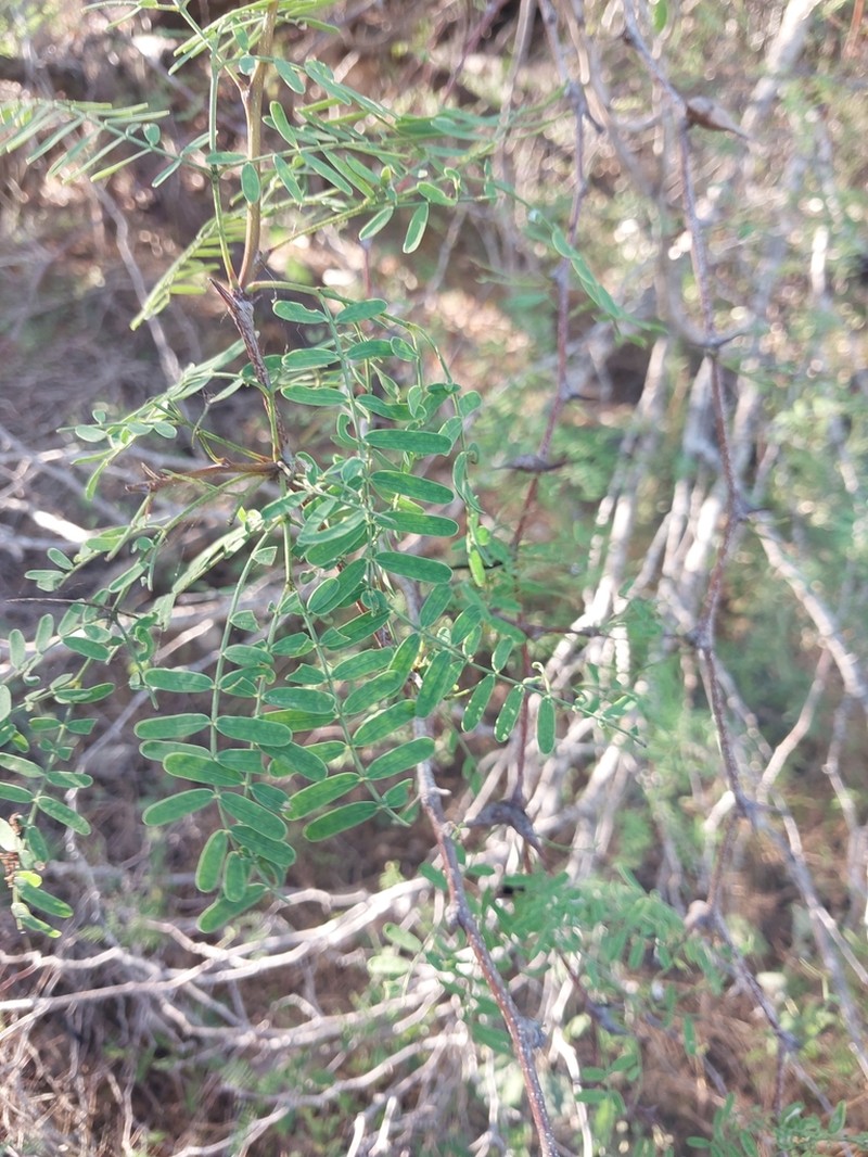 Vachellia viguieri photo 7