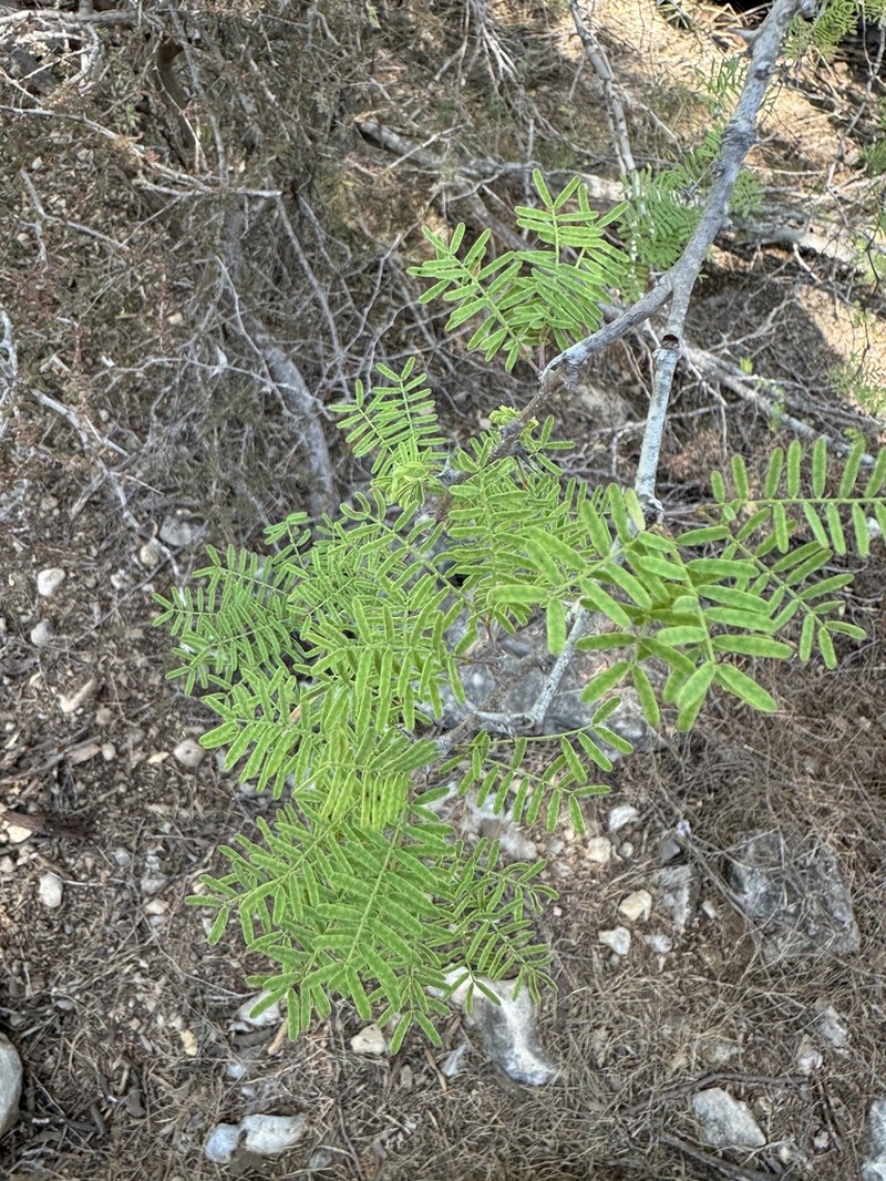 Vachellia viguieri photo 8