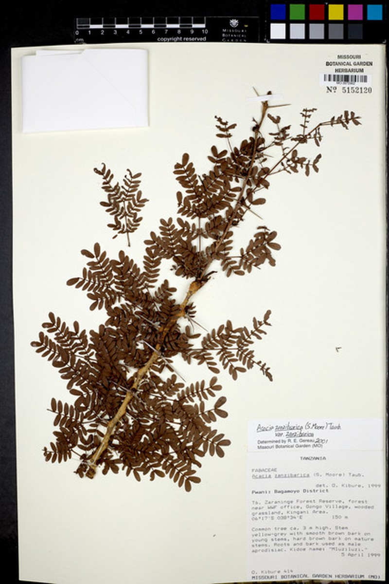 Vachellia zanzibarica var. zanzibarica
