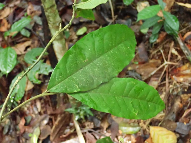 Vadensea oblongifolia