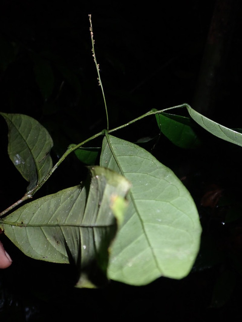 Vadensea oblongifolia photo 2