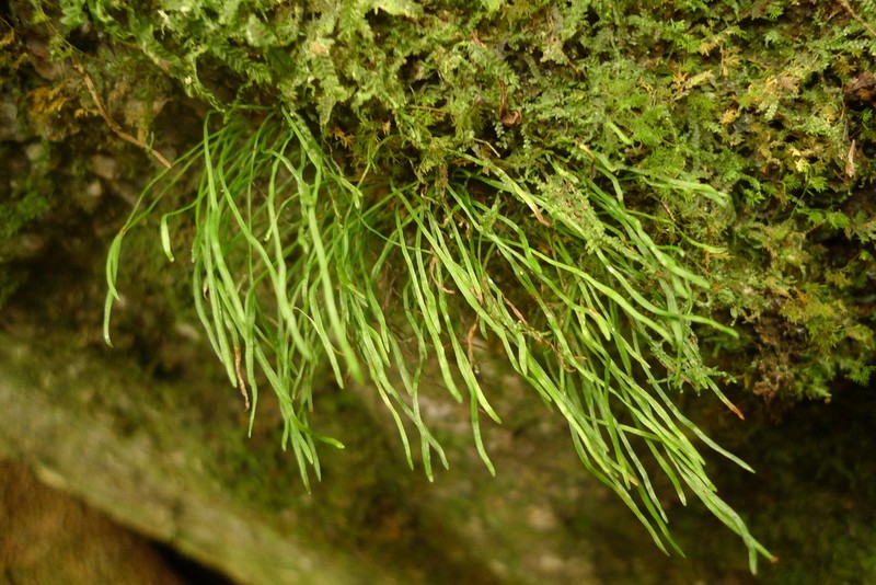 Vaginularia acrocarpa