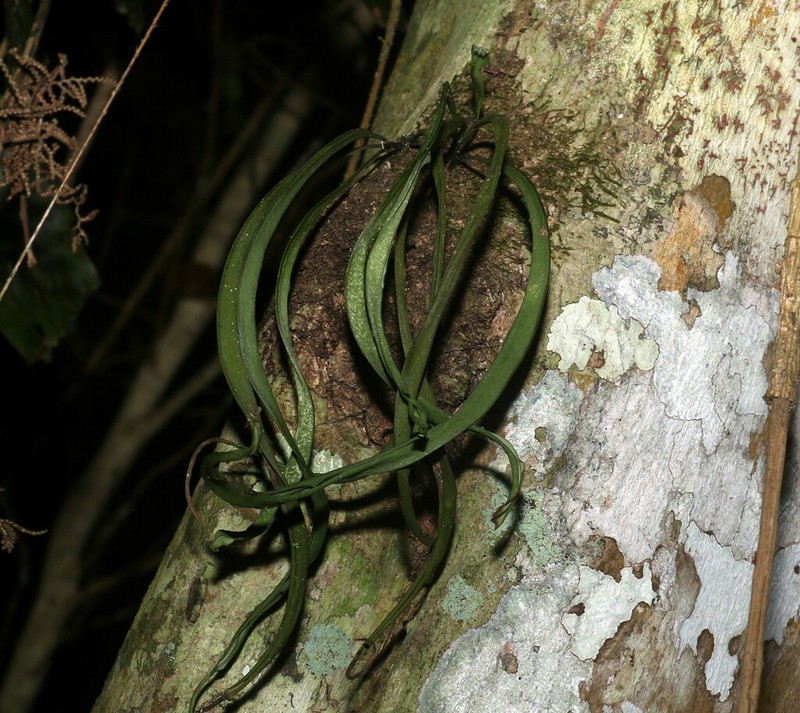 Vaginularia acrocarpa photo 2