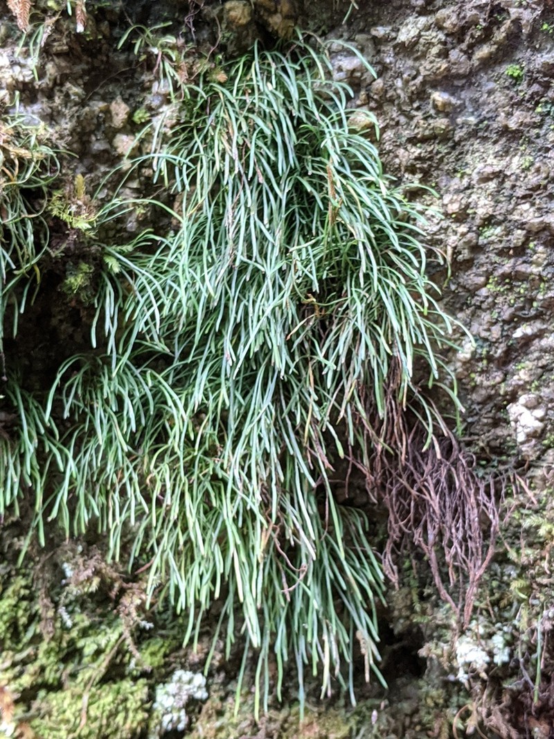 Vaginularia acrocarpa photo 4