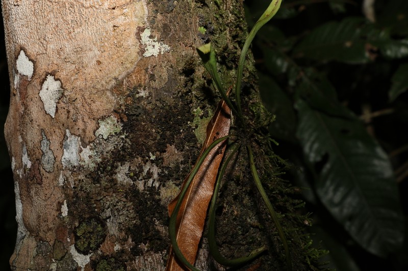 Vaginularia acrocarpa photo 5