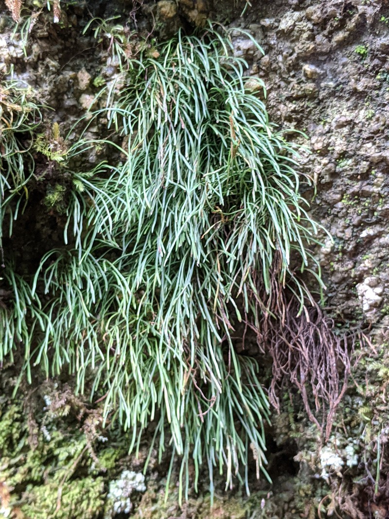 Vaginularia acrocarpa photo 6