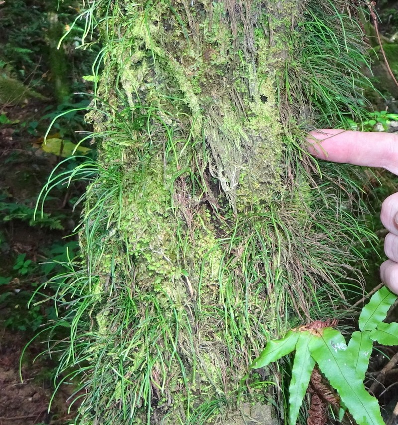 Vaginularia junghuhnii