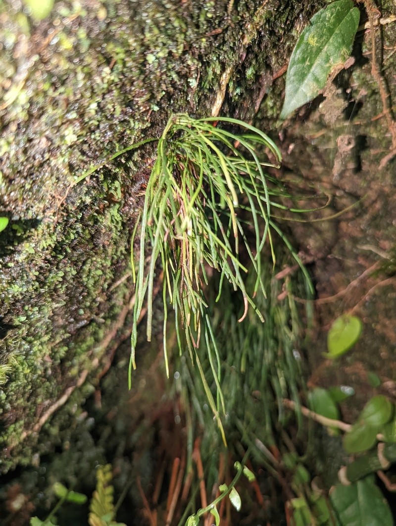Vaginularia junghuhnii photo 2