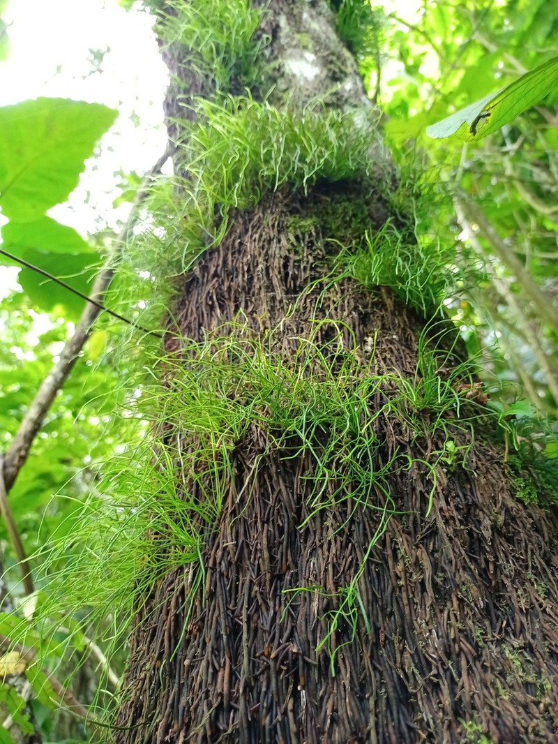 Vaginularia junghuhnii photo 3