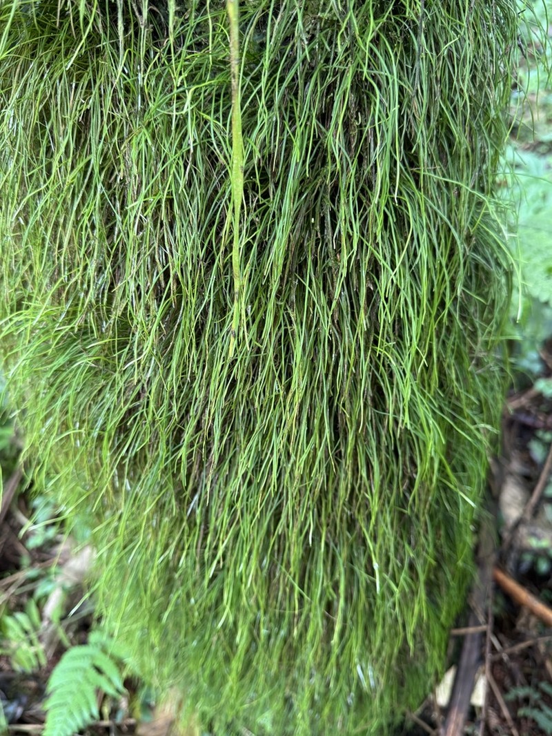 Vaginularia junghuhnii photo 4