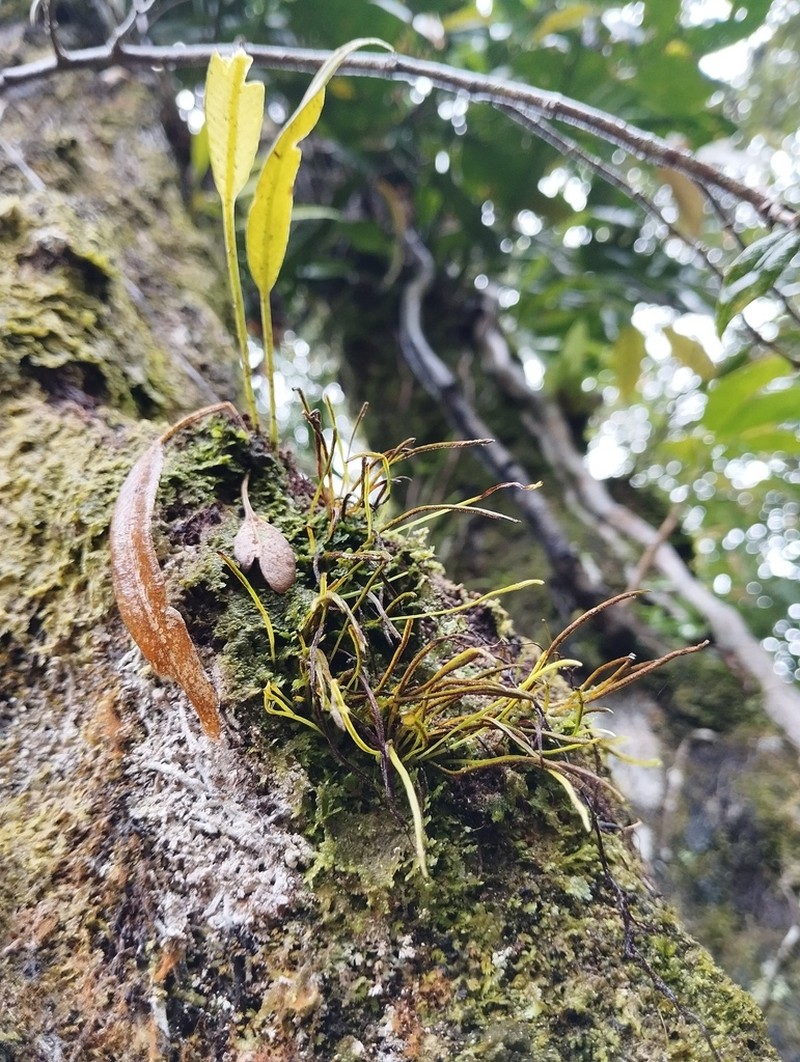 Vaginularia junghuhnii photo 5
