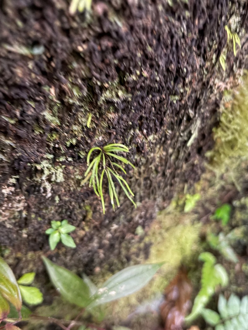 Vaginularia junghuhnii photo 6
