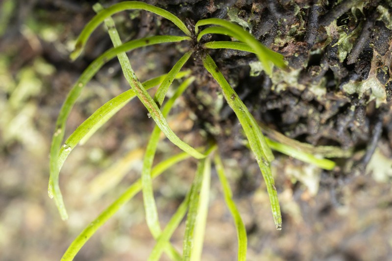 Vaginularia junghuhnii photo 7