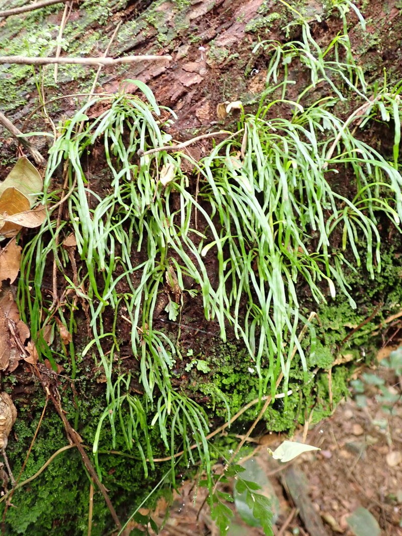 Vaginularia paradoxa