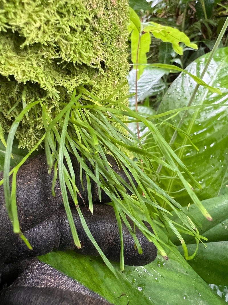 Vaginularia paradoxa photo 2