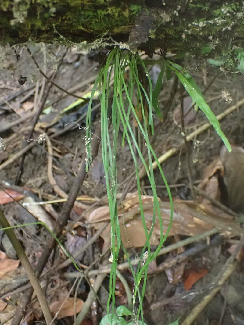 Vaginularia paradoxa photo 3