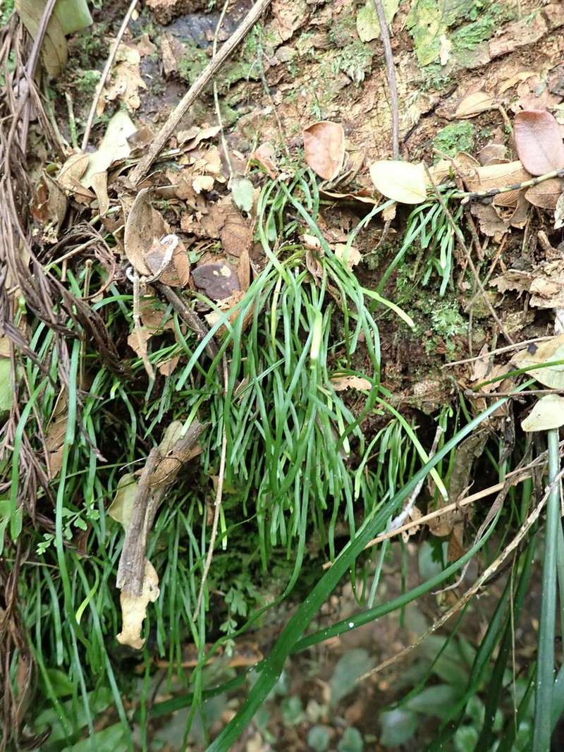Vaginularia paradoxa photo 4
