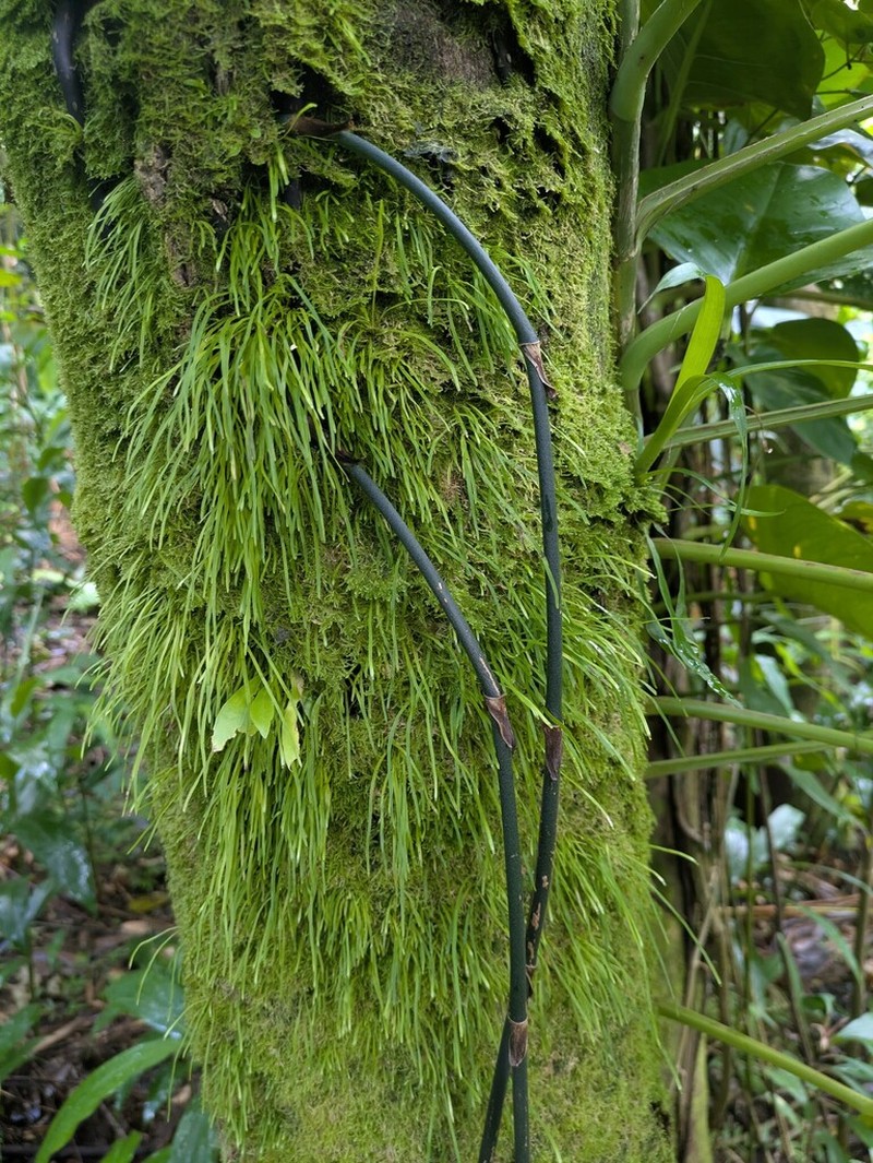 Vaginularia paradoxa photo 6