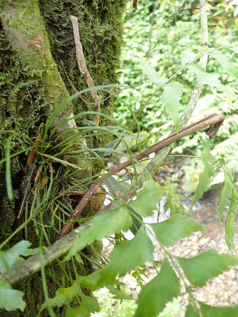 Vaginularia paradoxa photo 8