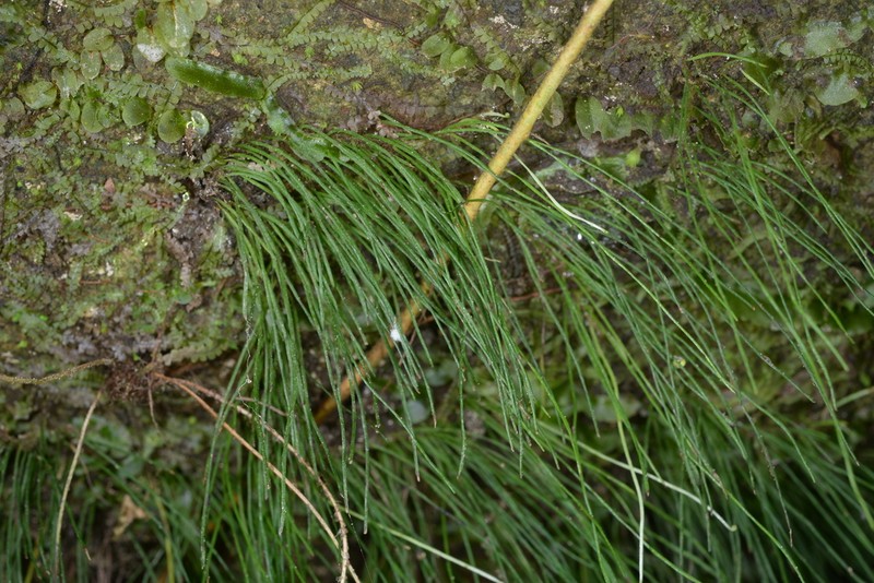 Vaginularia trichoidea