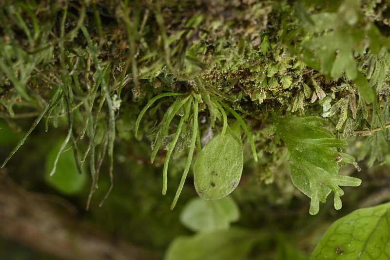 Vaginularia trichoidea photo 2