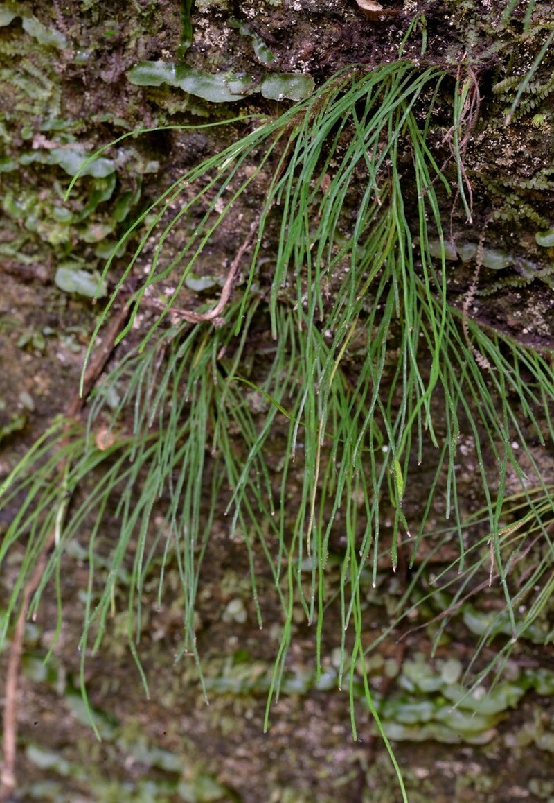 Vaginularia trichoidea photo 3