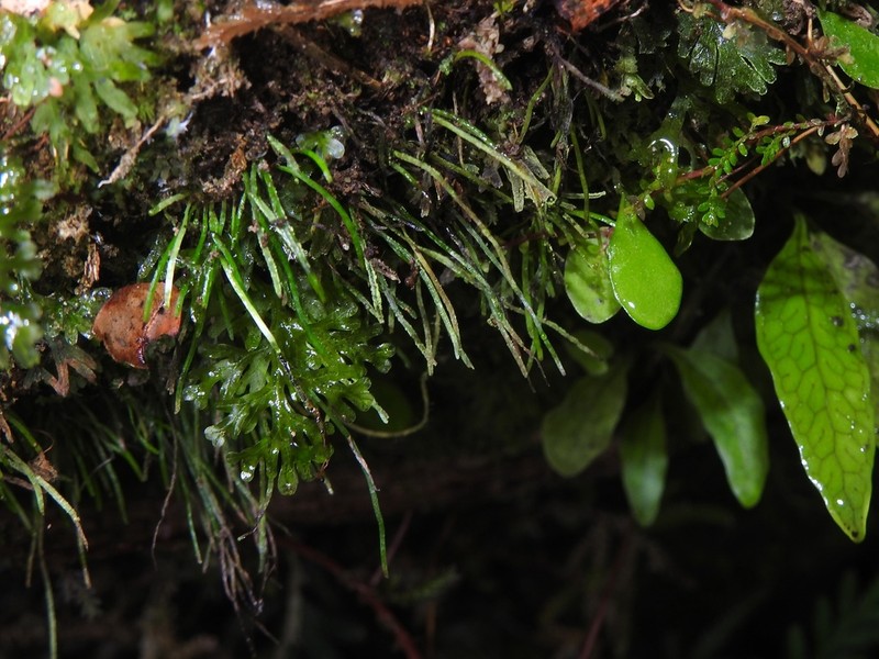 Vaginularia trichoidea photo 4