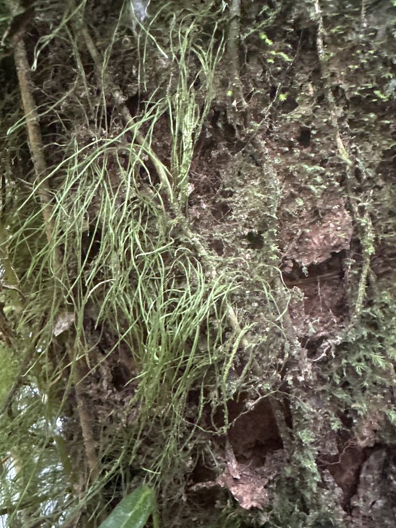 Vaginularia trichoidea photo 5