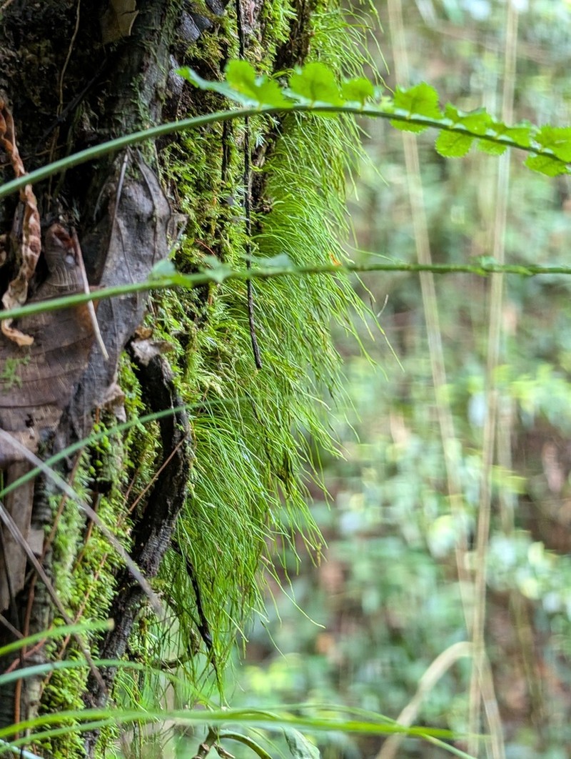 Vaginularia trichoidea photo 6