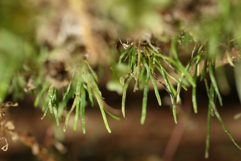 Vaginularia trichoidea photo 7