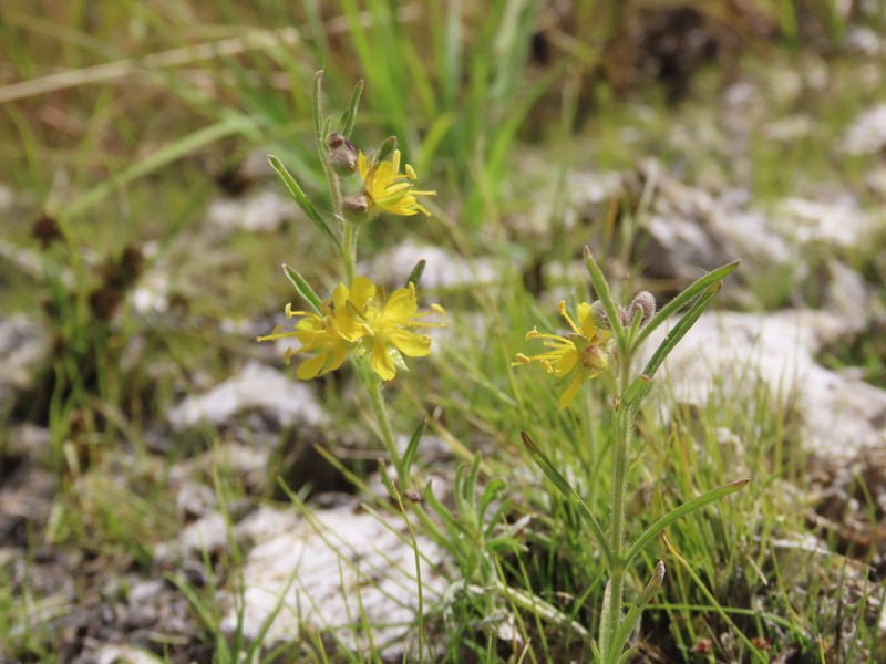 Vahlia capensis subsp. capensis