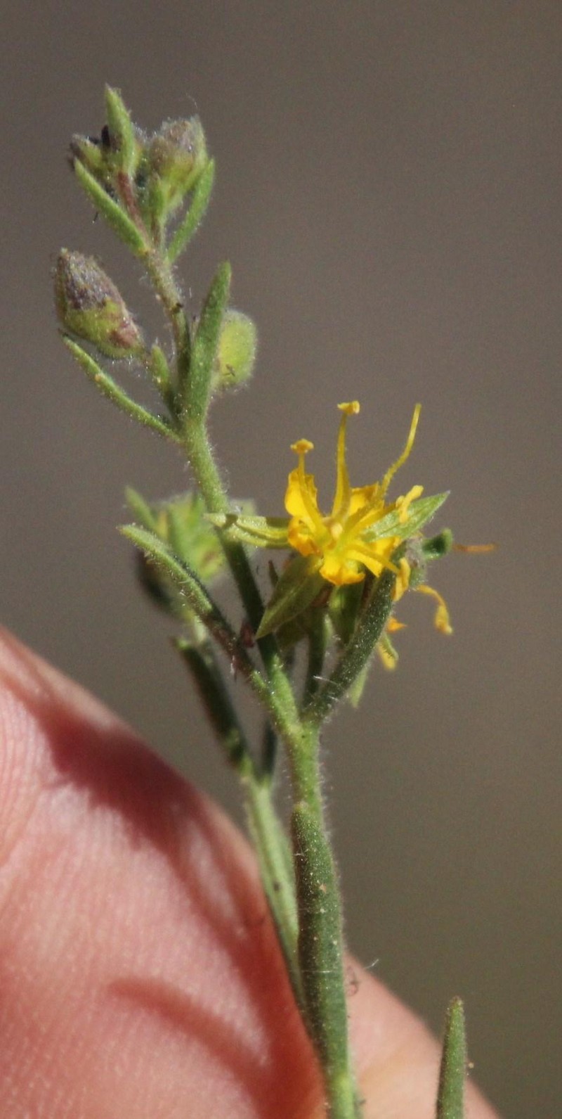 Vahlia capensis subsp. capensis photo 2