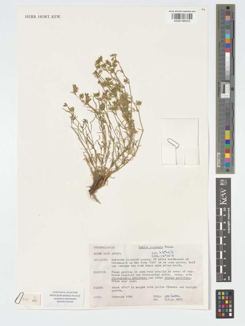 Vahlia capensis subsp. capensis photo 3