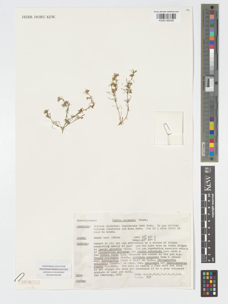 Vahlia capensis subsp. capensis photo 4