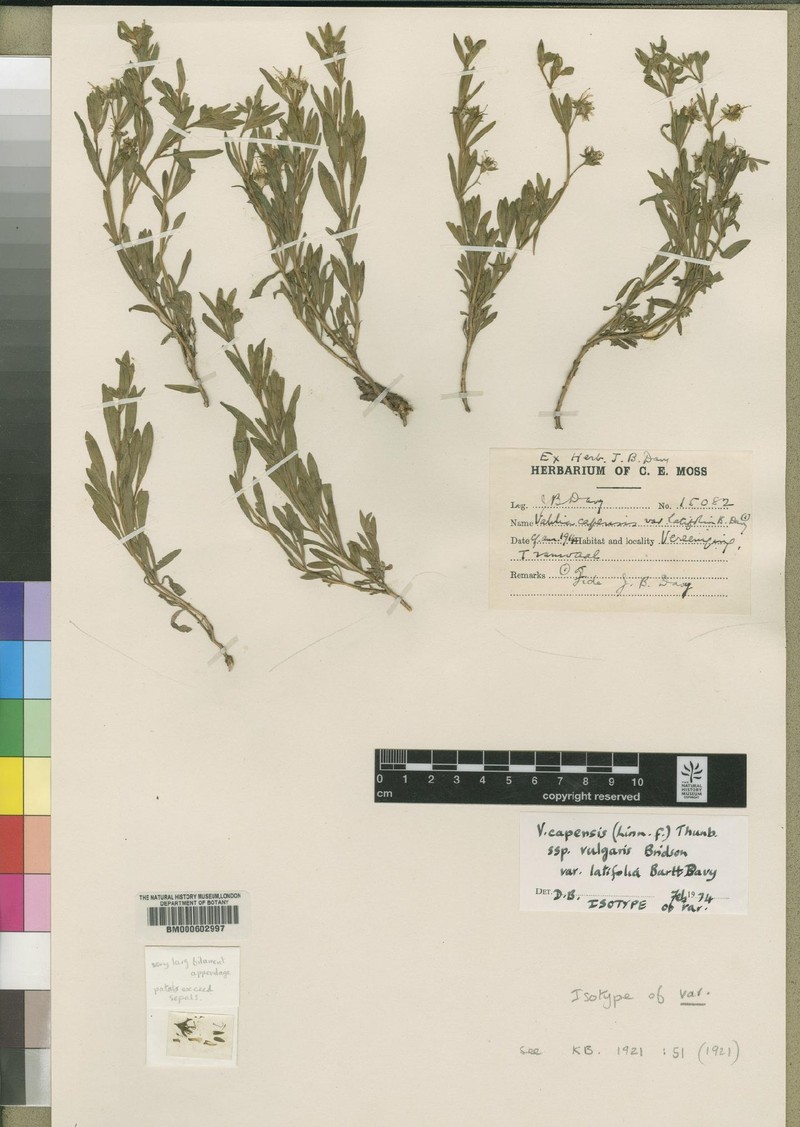 Vahlia capensis var. latifolia