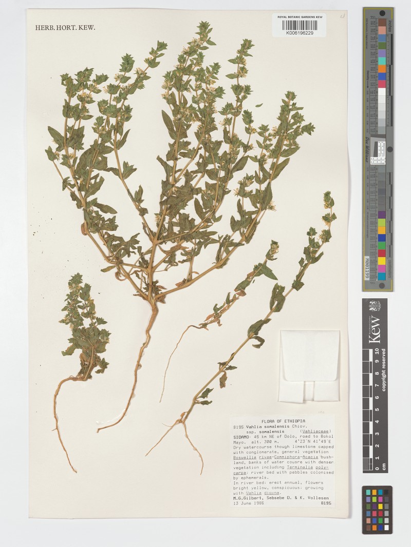 Vahlia somalensis subsp. somalensis