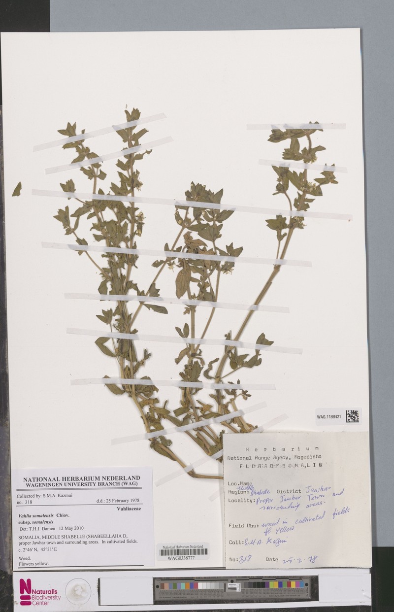 Vahlia somalensis subsp. somalensis photo 2