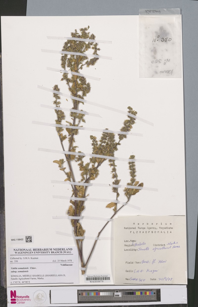 Vahlia somalensis subsp. somalensis photo 3