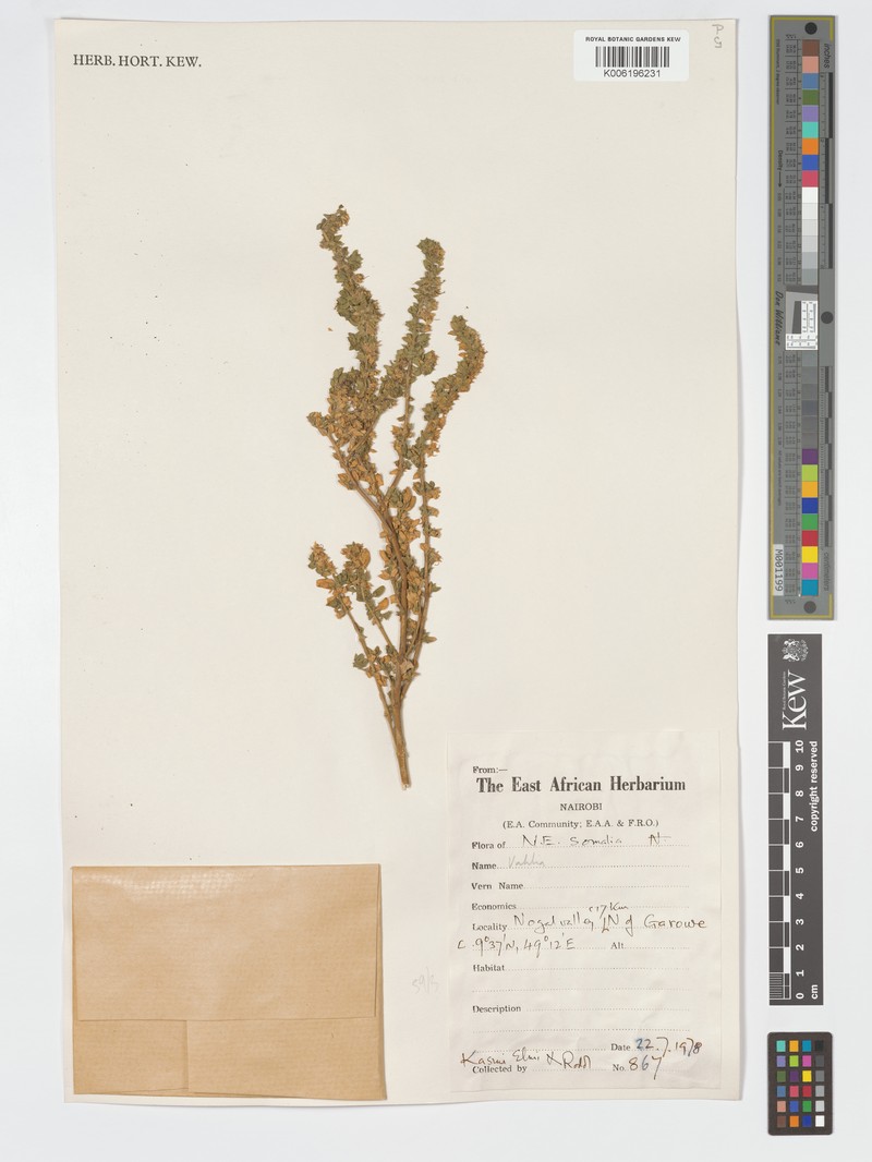 Vahlia somalensis subsp. somalensis photo 4