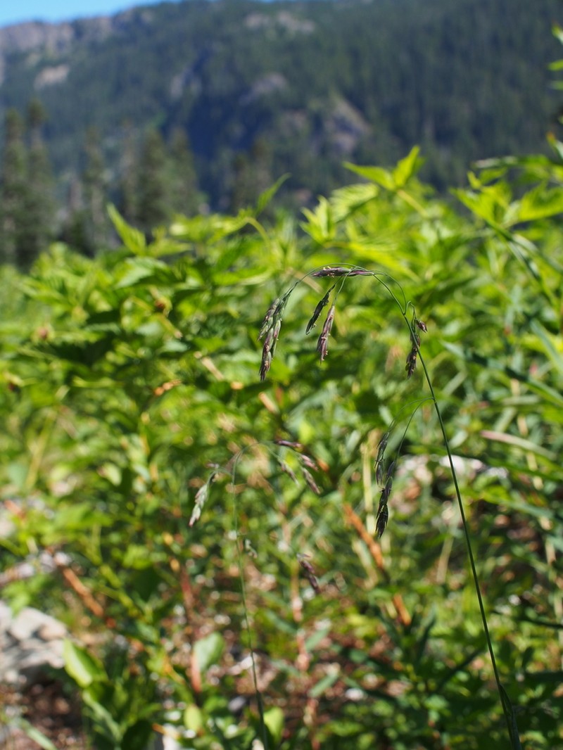 Mountain Hairgrass photo 2