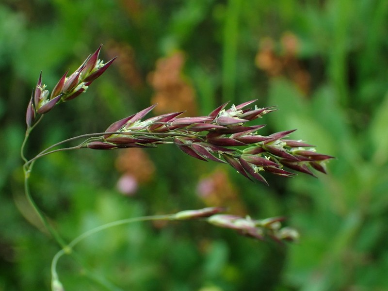 Mountain Hairgrass photo 3
