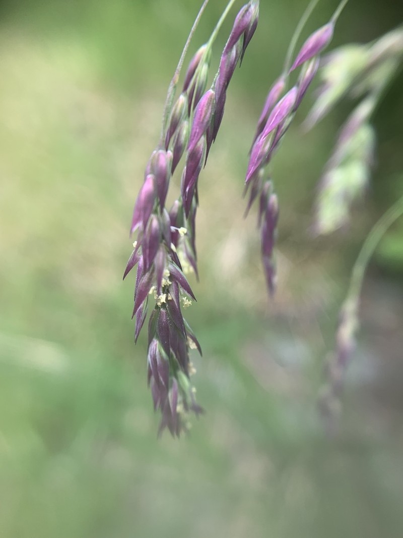 Mountain Hairgrass photo 4