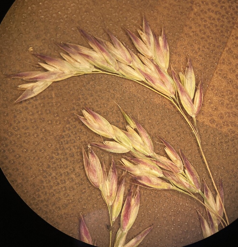 Mountain Hairgrass photo 5