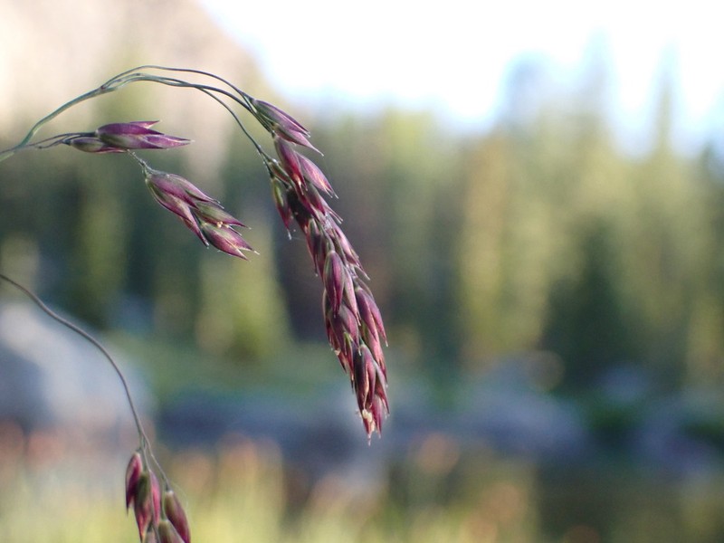 Mountain Hairgrass photo 6